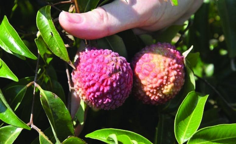 Türkiye'de tropik meyve ihracatı artıyor
