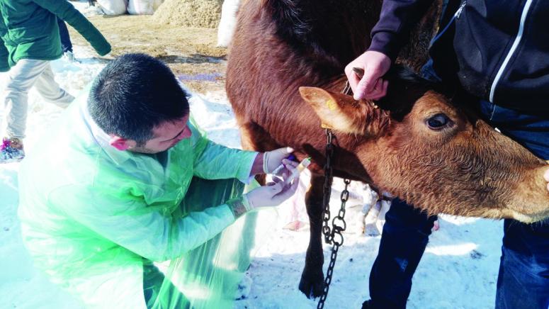 Çetin: Hayvanlarda yavru atma vakaları bulaşıcı