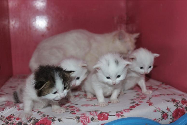 Kedi villasında ilk yavrular dünyaya gözlerini açtı