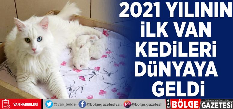 2021 yılının ilk Van kedileri dünyaya geldi
