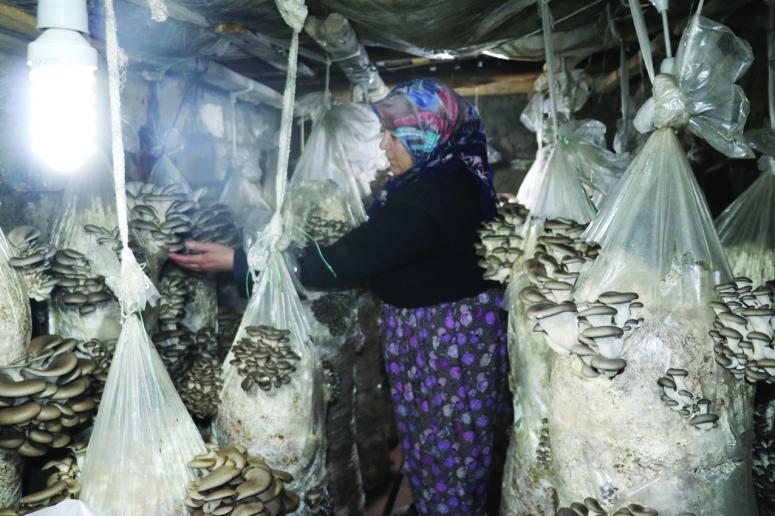 Vanlı kadınlar evlerinde mantar üreterek aile bütçelerine katkı sağlıyor 