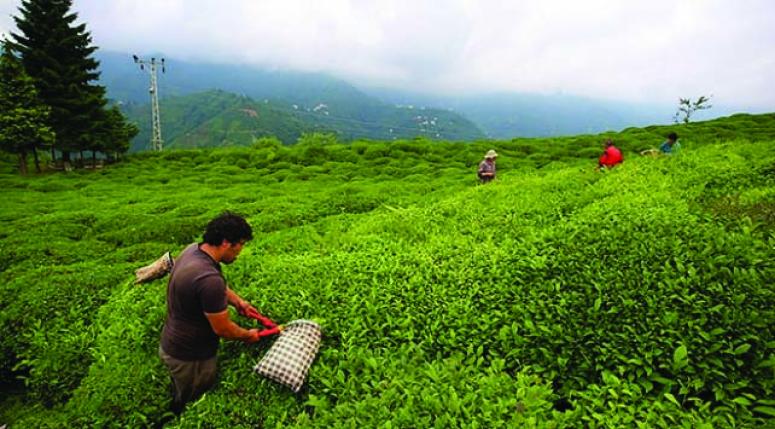 Yaş çay üreticilerine 192 milyon liralık destek ödemeleri başladı