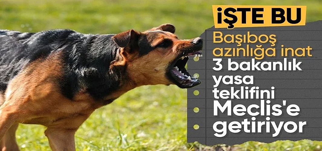 Yılmaz Tunç'tan sokak köpeği açıklaması: İnsanımızın can emniyeti başta gelen görevimiz