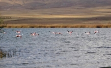 Erçek Gölü'ndeki flamingolar göçe hazırlanıyor