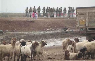Jandarma sınırda kaçak hayvan ele geçirdi