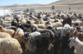 30 koyunla başladı, devlet desteğiyle çiftlik...