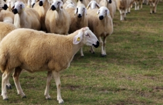 Koyun ve keçi desteği ödemeleri başlıyor