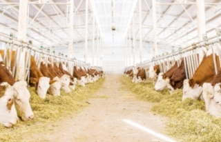 Hayvancılık işletmelerine yüzde 50 hibe desteği…