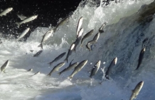 Van Balığı’nın 3 aylık göçü tamamlandı