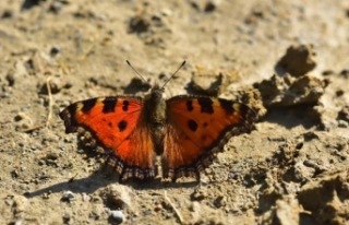 Van'da yeni kelebek türleri kayıt altına alındı