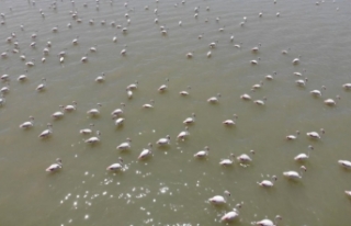  Flamingolar Van Gölü’nde görsel şölen oluşturuyor