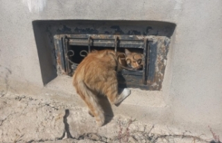 Demir korkuluklara sıkışan kedi kurtarıldı