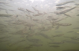 Balıkların Van Gölü’ne dönüş yolculuğu başladı