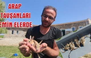 Öksüz 5 Arap tavşanı emin ellerde