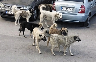 Van'da başıboş köpekler tehlike oluşturuyor