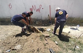 Muradiye’de sulama kanalına düşen köpek kurtarıldı