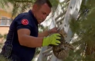 Ağaçta mahsur kalan yavru kedi kurtarıldı