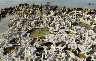 Sular çekilince Van Gölü’ndeki mikrobiyalitler...