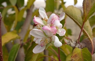 Elma ağacı aralık ayında çiçek açtı