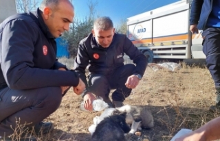 Van'da kuyuya düşen yavru köpekler kurtarıldı