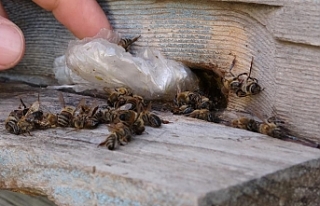 Van’da yalancı bahar arıları vurdu