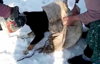 Kafası bidona sıkışan köpek kurtarıldı