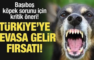 Başıboş köpek sorunu için kritik öneri: Türkiye’ye...