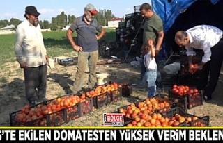 Erciş’te ekilen domatesten yüksek verim bekleniyor
