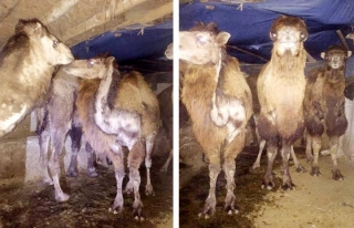 Saray'da, kaçak develer ele geçirildi