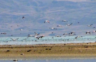 Van Gölü havzasında kuş ölümleri...