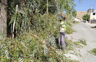 Edremit Belediyesi'nden ağaç budaması çalışmaları…