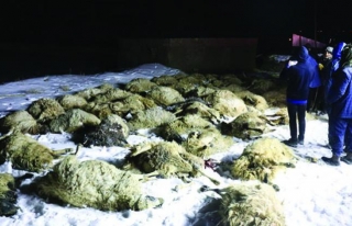 Gürpınar'da ahır çöktü 75 koyun telef oldu