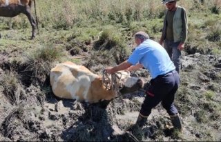 Gevaş'ta bataklığa saplanan inek kurtarıldı