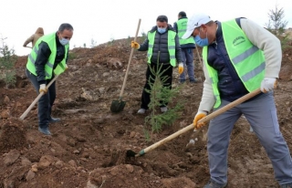 Erciş Belediyesi orman çalışmalarını sürdürüyor