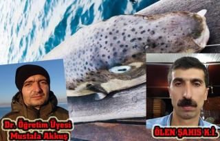 Akkuş: Öldüren balon balığı Akdeniz'den Van'a...