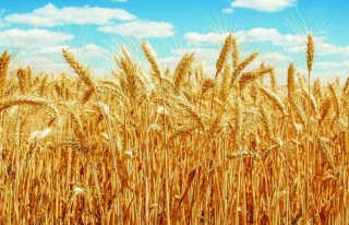 Tescilli yerli buğday çeşitleri verimi artıracak