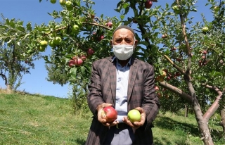 Vanlı üretici tek ağaçta iki farklı türden elma...