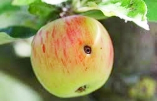 Van'da elma iç kurdu uyarısı 