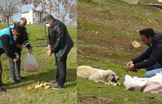 Erciş Belediyesi ekipleri sokak hayvanlarını unutmadı