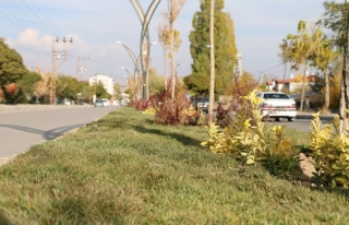 Erciş Belediyesi'nden yeşillendirme çalışmaları