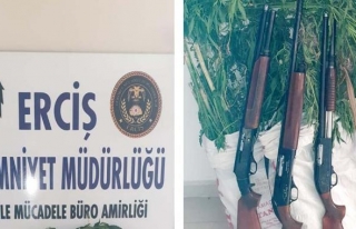Erciş'te kenevir operasyonu: 3 gözaltı