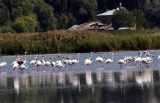 Flamingoların önemli duraklarından biri Van