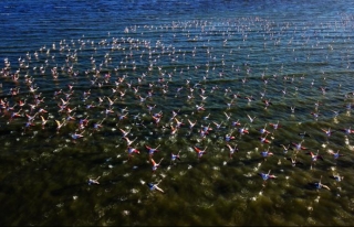 Van Gölü binlerce flamingoya ev sahipliği yapıyor...