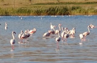 Van'da flamingoların görsel şöleni...