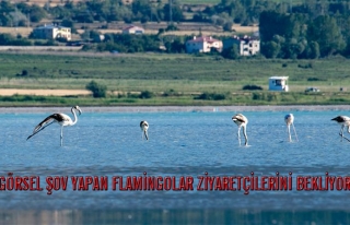Van Gölü'nde flamingolardan görsel şölen...