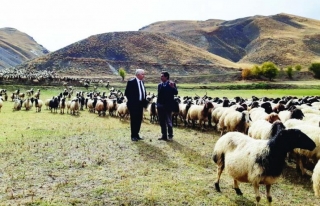 Norduz koyunu yetiştiricilerine destek 