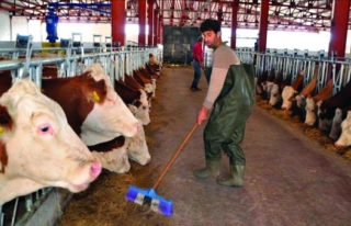 Hayvancılık işletmelerine tarımsal elektrik tarifesi