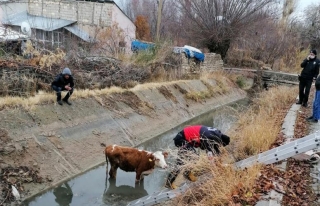 Şamran Kanalı'na düşen inek kurtarıldı 