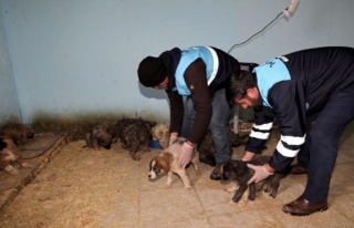 Büyükşehir Belediyesi yavru köpeklere sahip çıktı
