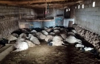 Kurt korkusu yüzünden 44 koyun telef oldu